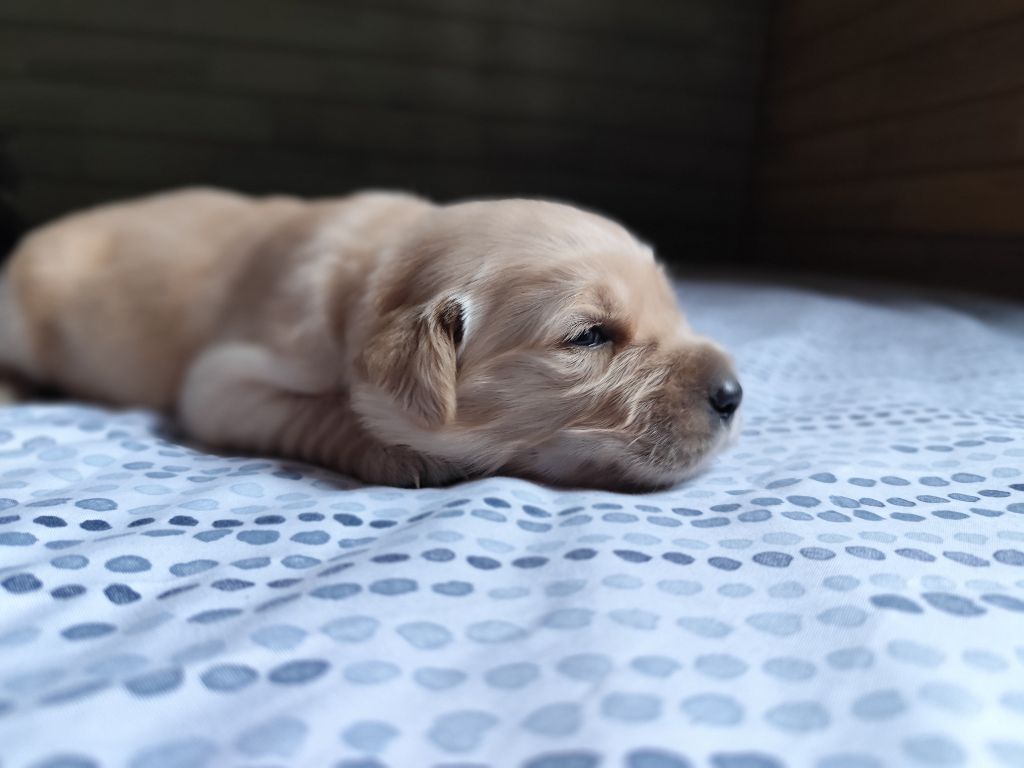 Au Petit Bonheur Des Anges - Chiot disponible  - Golden Retriever