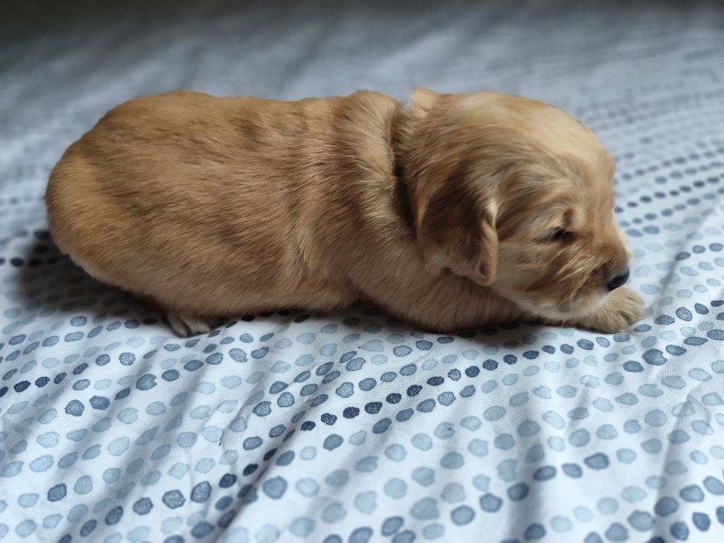 Au Petit Bonheur Des Anges - Chiot disponible  - Golden Retriever