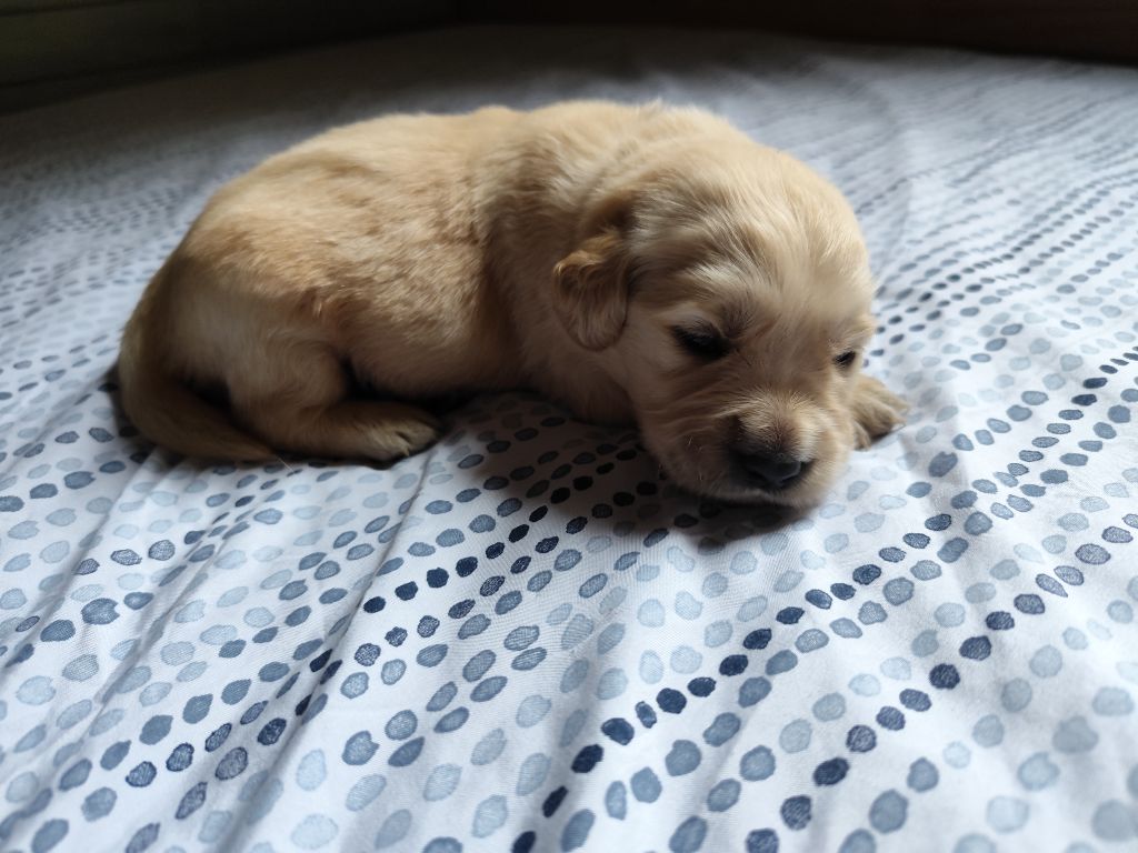 Au Petit Bonheur Des Anges - Chiot disponible  - Golden Retriever