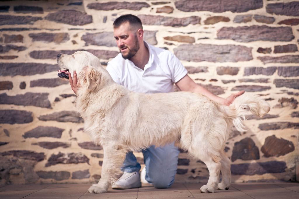 Smoothie Des Puppys Goldens Love