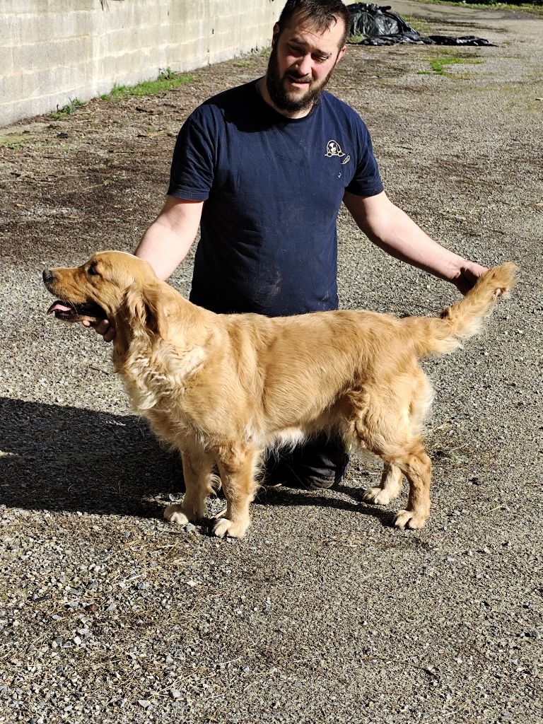 Savane Des Puppys Goldens Love