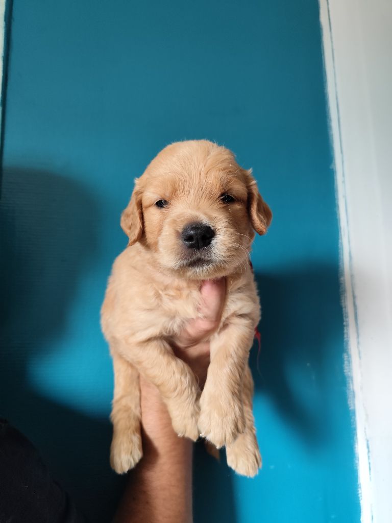 Au Petit Bonheur Des Anges - Chiots disponibles - Golden Retriever