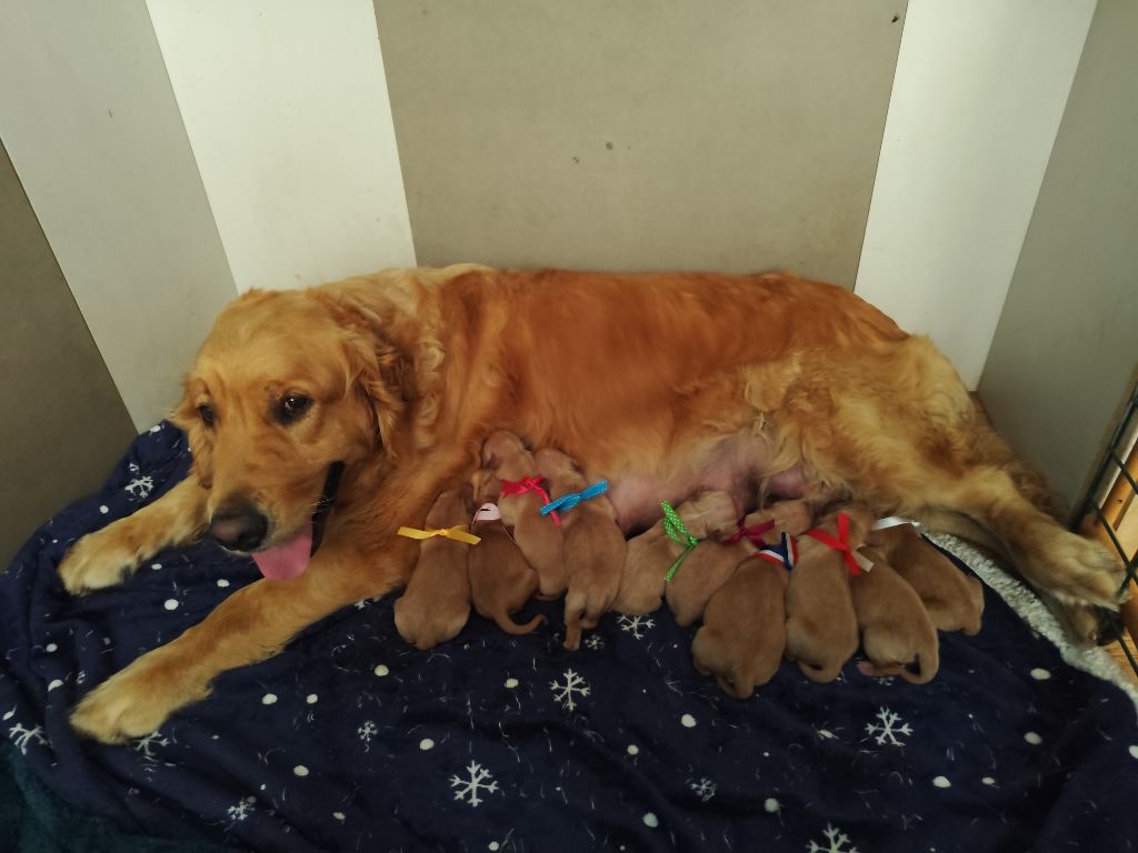 Chiot Golden Retriever Au Petit Bonheur Des Anges