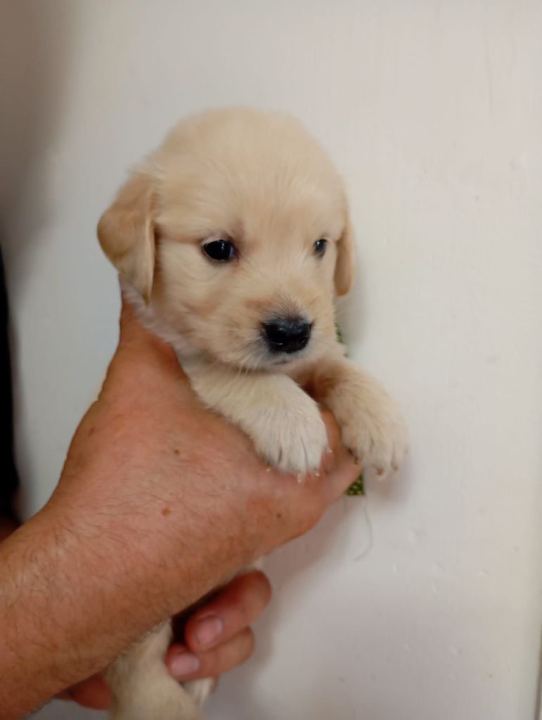 Au Petit Bonheur Des Anges - Chiots disponibles - Golden Retriever