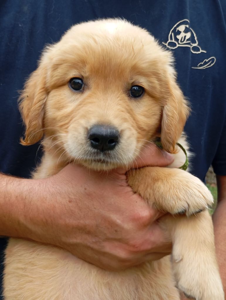 Au Petit Bonheur Des Anges - Chiots disponibles - Golden Retriever
