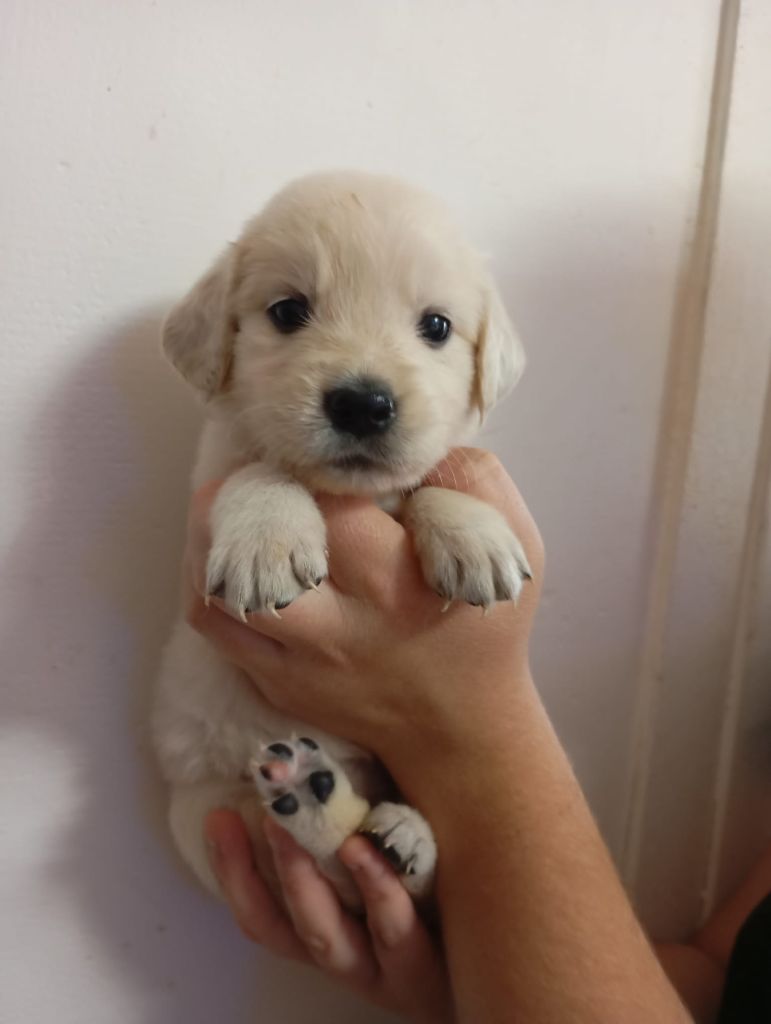 Au Petit Bonheur Des Anges - Chiots disponibles - Golden Retriever
