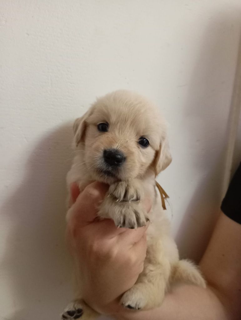 Au Petit Bonheur Des Anges - Chiots disponibles - Golden Retriever