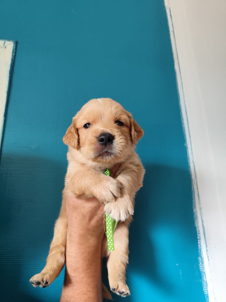Au Petit Bonheur Des Anges - Chiots disponibles - Golden Retriever