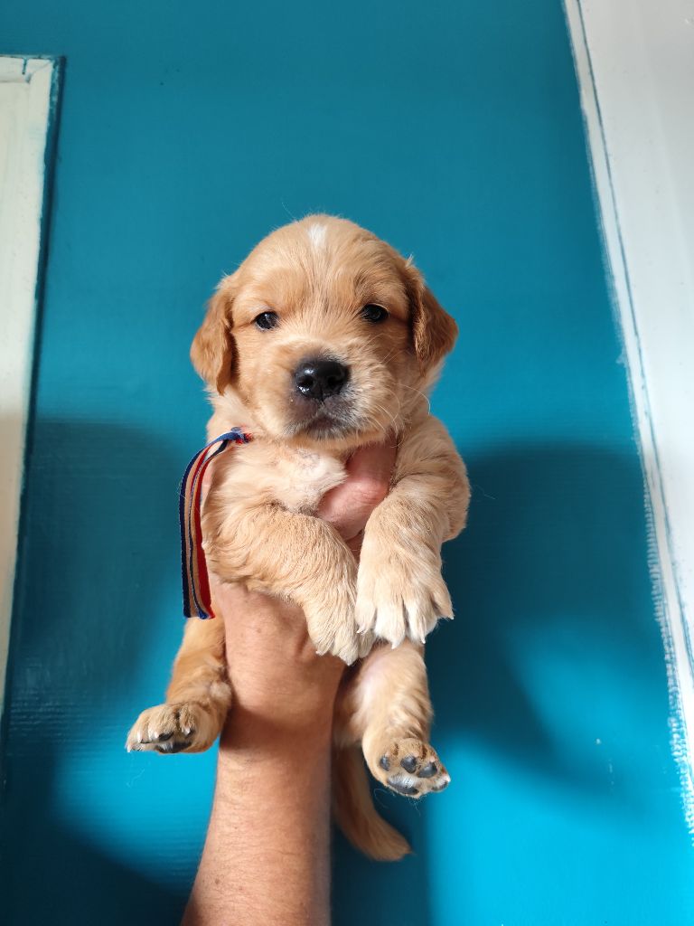 Au Petit Bonheur Des Anges - Chiots disponibles - Golden Retriever