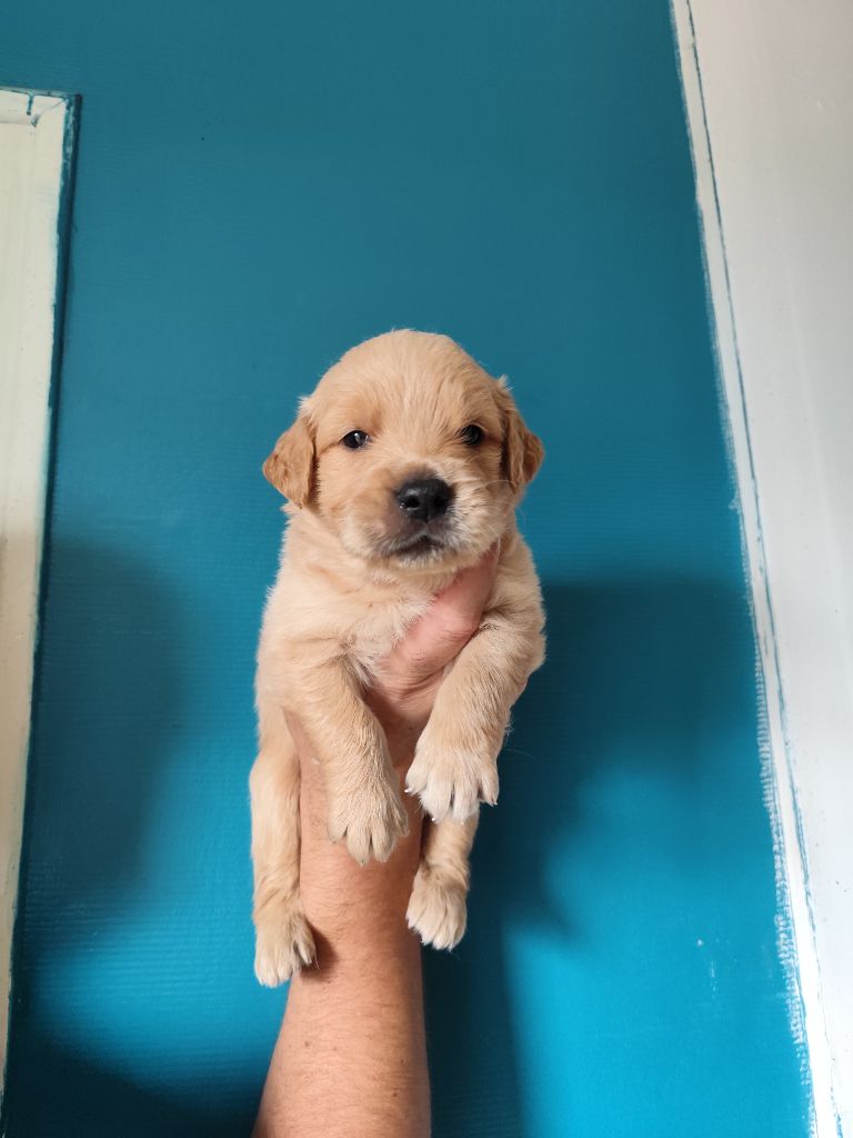 Au Petit Bonheur Des Anges - Chiots disponibles - Golden Retriever