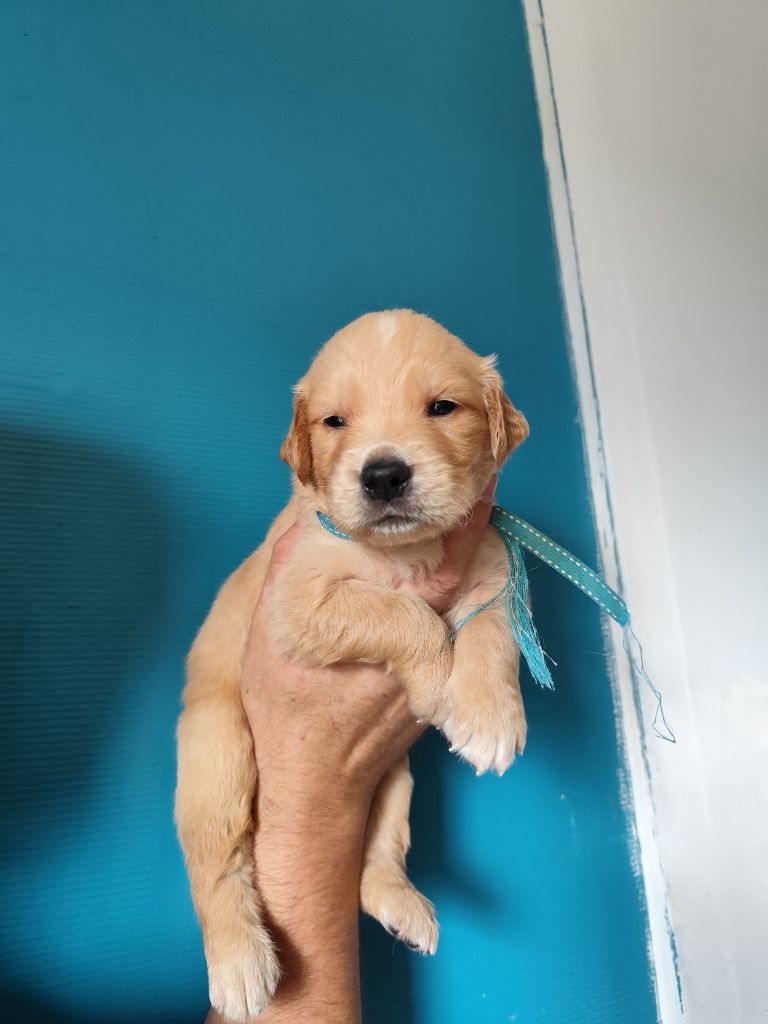 Au Petit Bonheur Des Anges - Chiots disponibles - Golden Retriever